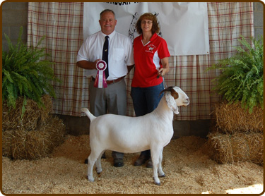 Crystal reserve champion yearling